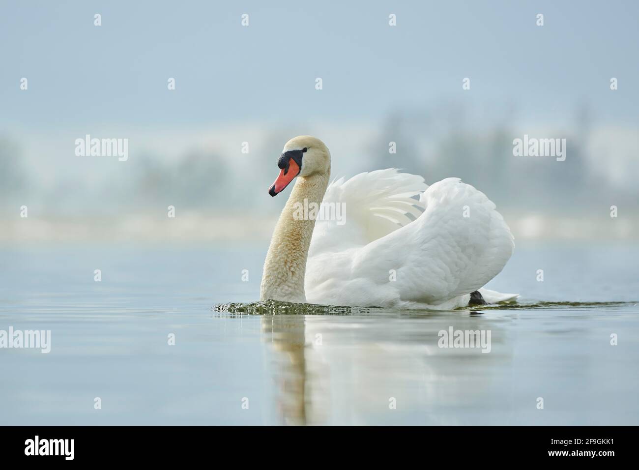 Muter Schwan (Cygnus olor), Schwimmen, Donau, Oberpfalz, Bayern, Deutschland Stockfoto