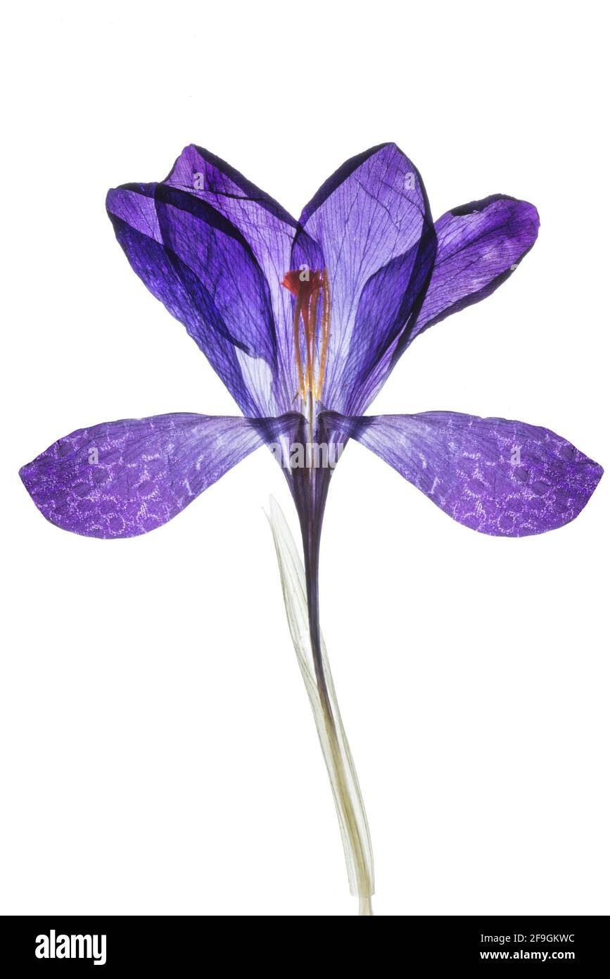 Gepresster Frühlingscrocus (Crocus vernus) auf weißem Hintergrund, Deutschland Stockfoto