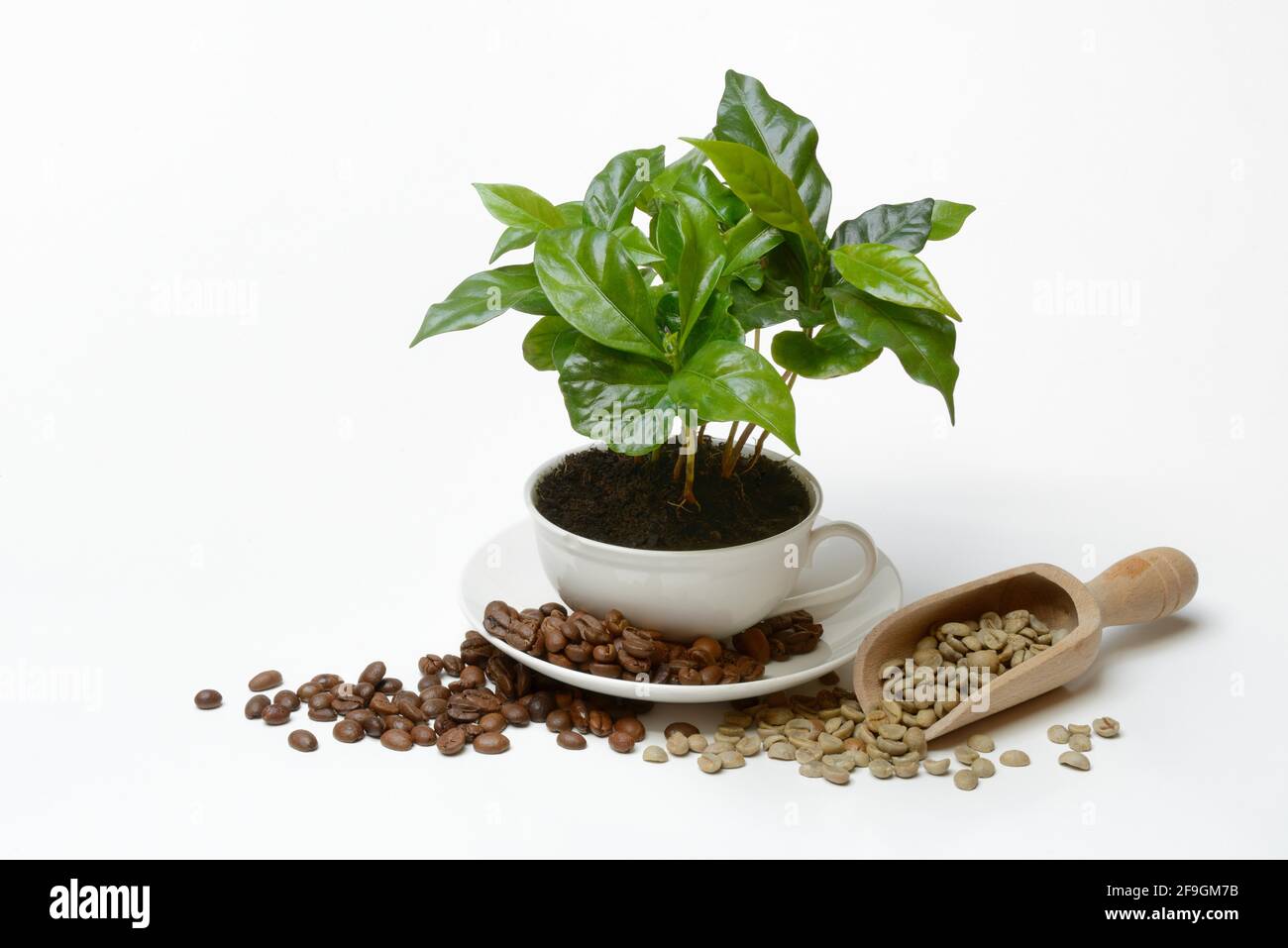Kaffeepflanze in Tasse und gerösteten und grünen Kaffeebohnen, Deutschland  Stockfotografie - Alamy