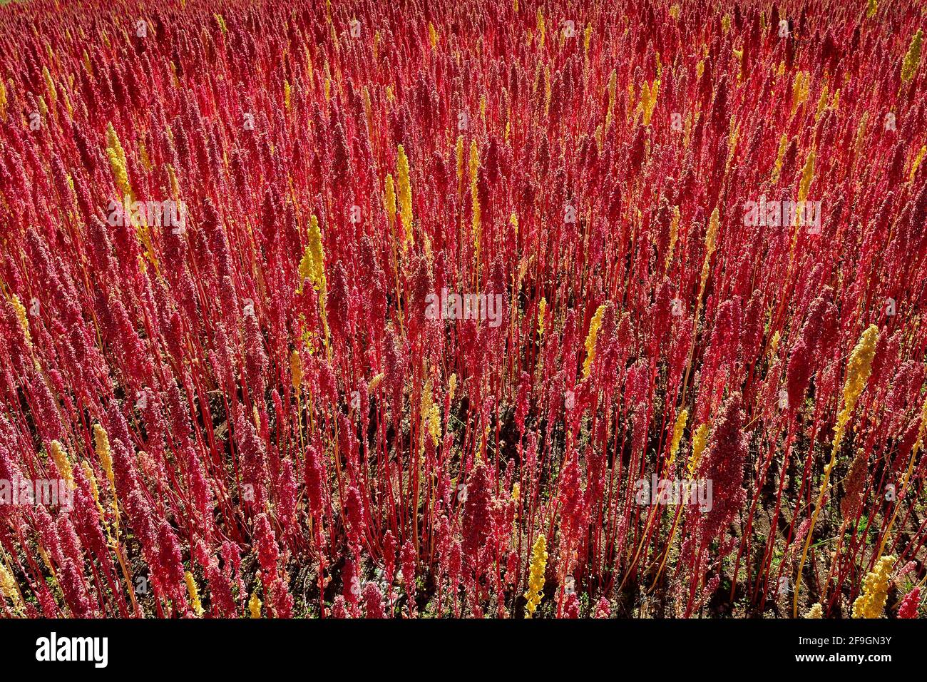 Feld mit reifen Quinoa (Chenopodium Quinoa), Provinz Andahuaylas, Peru Stockfoto