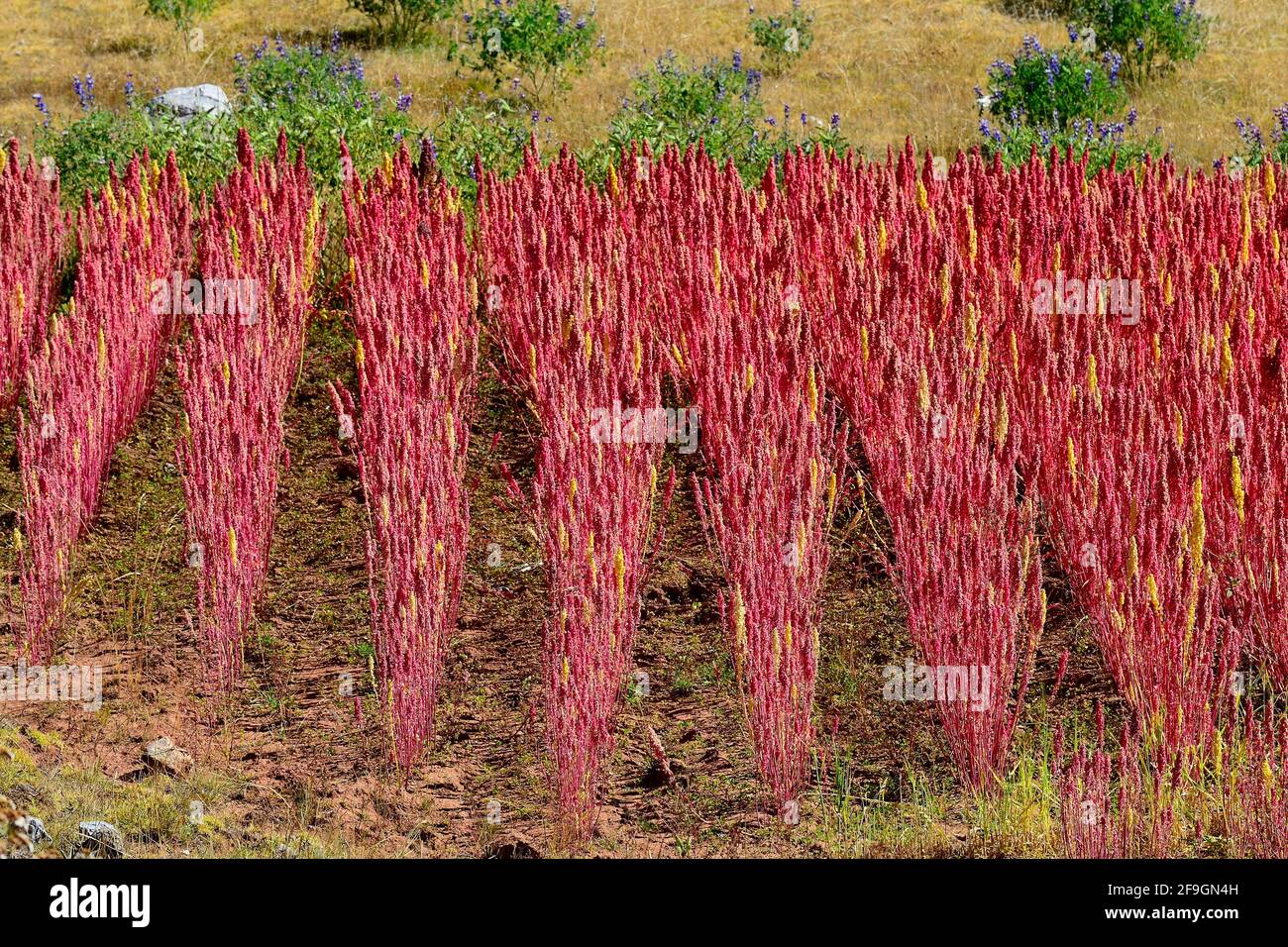 Feld mit reifen Quinoa (Chenopodium Quinoa), Provinz Andahuaylas, Peru Stockfoto