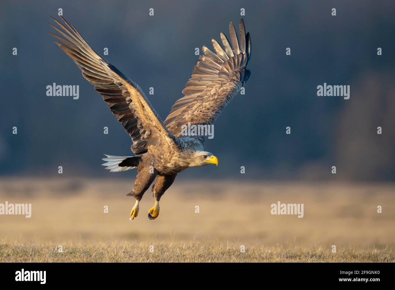 Im Winter hoch aufragende Seeadler (Haliaeetus albicilla), Kutno, Polen Stockfoto