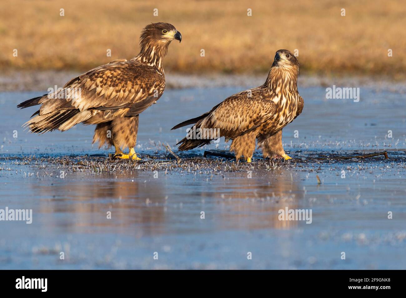 Zwei junge Seeadler (Haliaeetus albicilla), die im Winter auf einem Eisfeld stehen, Kutno, Polen Stockfoto