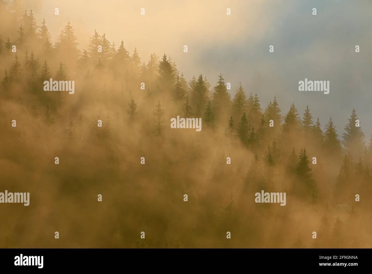 Wald, neblige Atmosphäre bei Sonnenaufgang, Knopfmacherfelsen, Fridingen, Naturpark Obere Donau, Baden-Württemberg, Deutschland Stockfoto