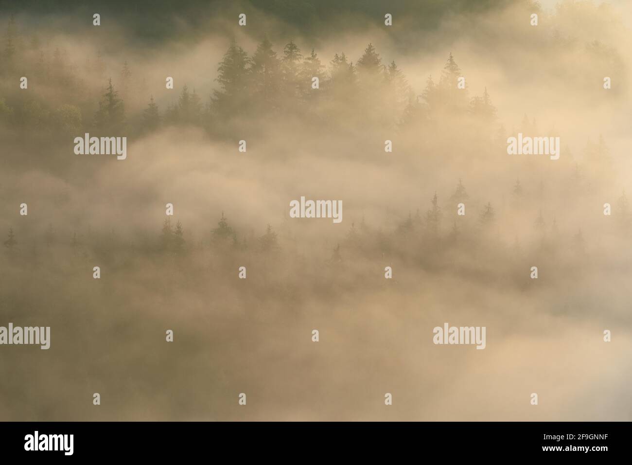 Wald, neblige Atmosphäre, Knopfmacherfelsen, Fridingen, Naturpark Obere Donau, Baden-Württemberg, Deutschland Stockfoto