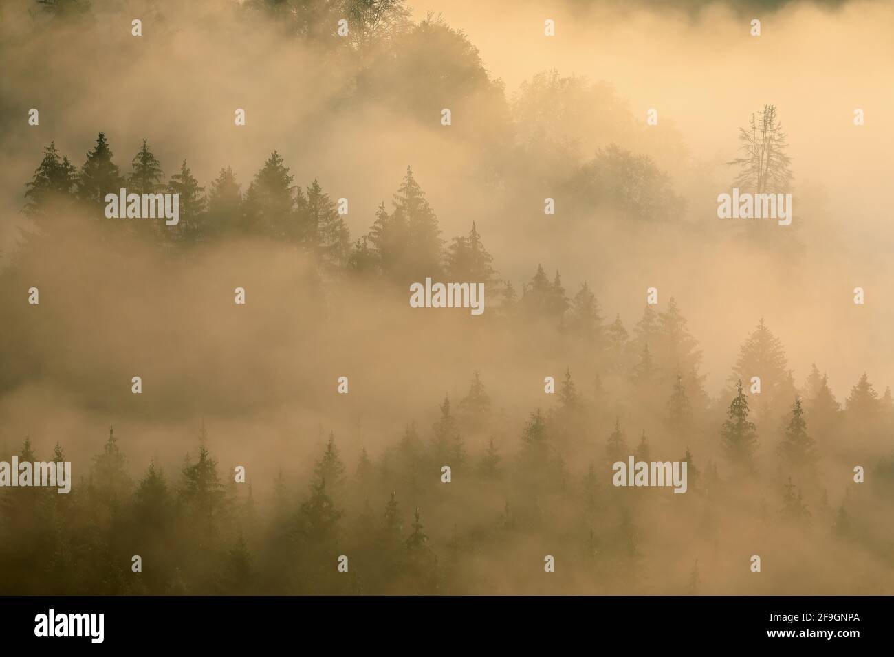 Wald, neblige Atmosphäre bei Sonnenaufgang, Knopfmacherfelsen, Fridingen, Naturpark Obere Donau, Baden-Württemberg, Deutschland Stockfoto