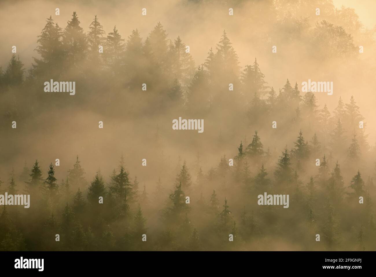 Wald, neblige Atmosphäre bei Sonnenaufgang, Knopfmacherfelsen, Fridingen, Naturpark Obere Donau, Baden-Württemberg, Deutschland Stockfoto