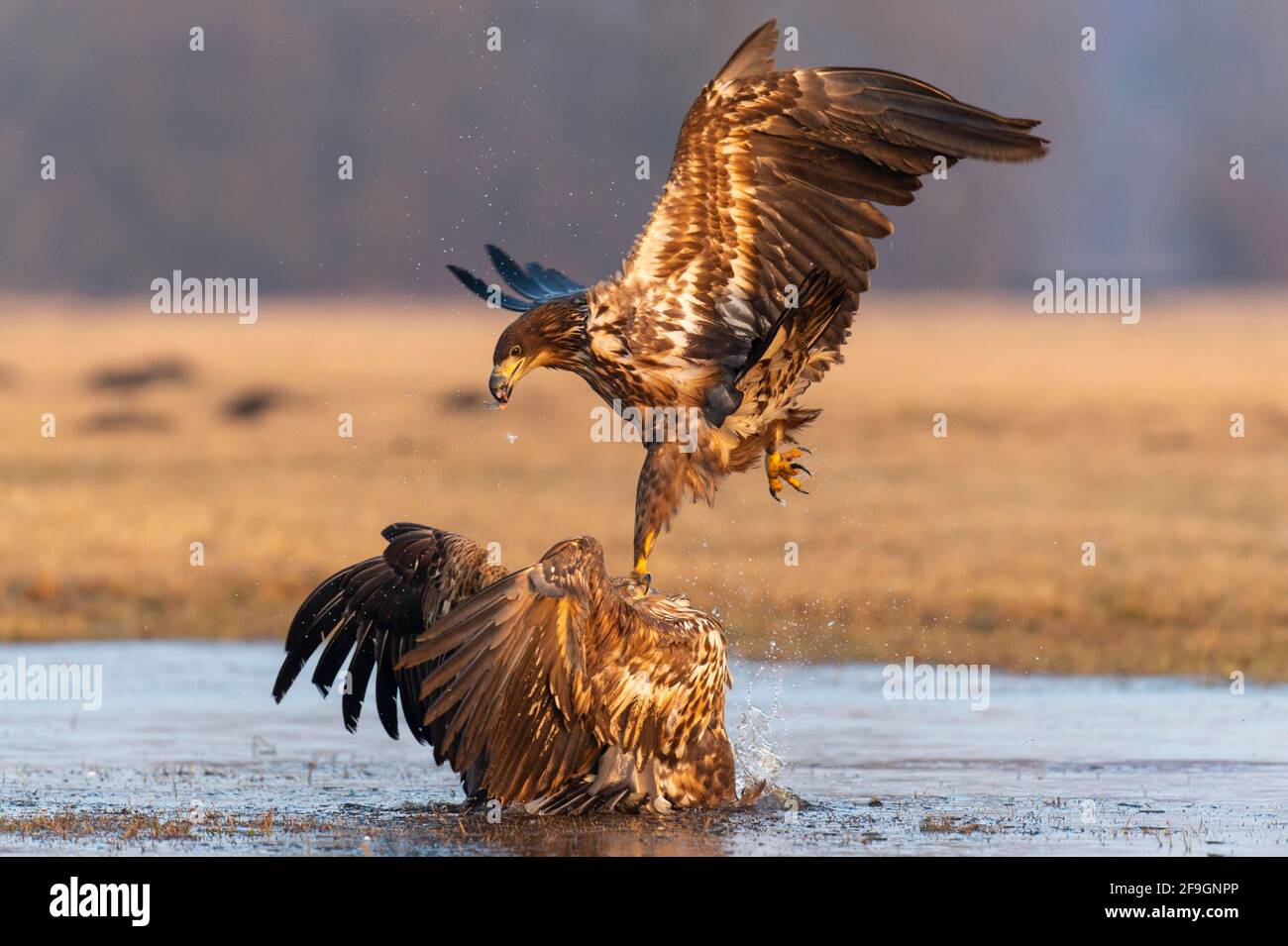 Zwei junge Seeadler (Haliaeetus albicilla) kämpfen im Flug, Winter, Kutno, Polen, um Beute Stockfoto