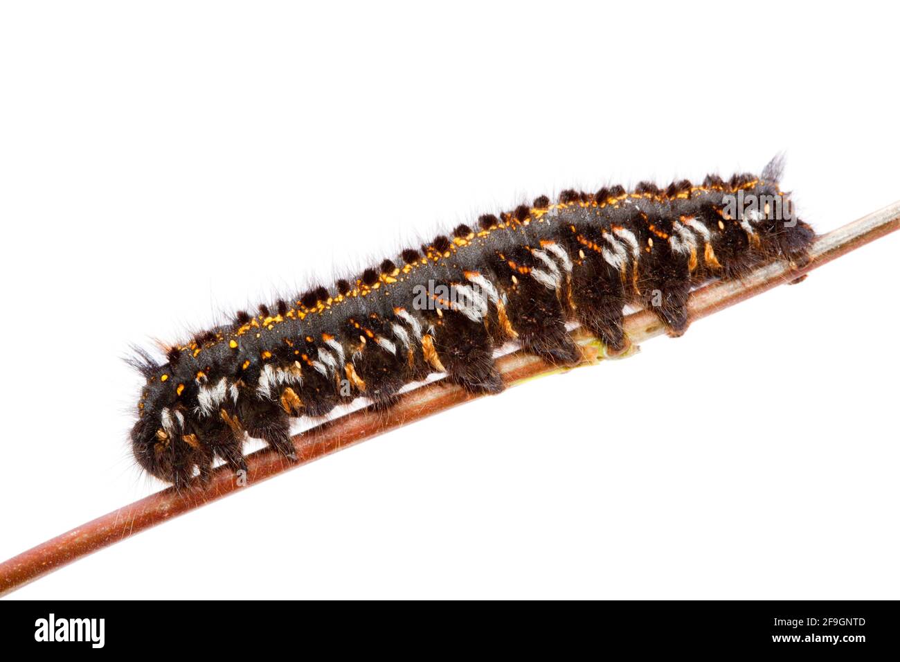 Trinker (Philudoria potatoria), Raupe, Trinker, seitlich Stockfoto