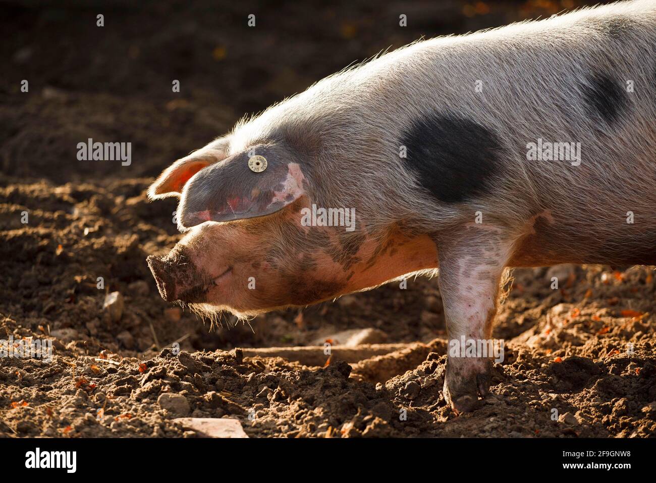 Buntes Bentheimer-Schwein Stockfoto