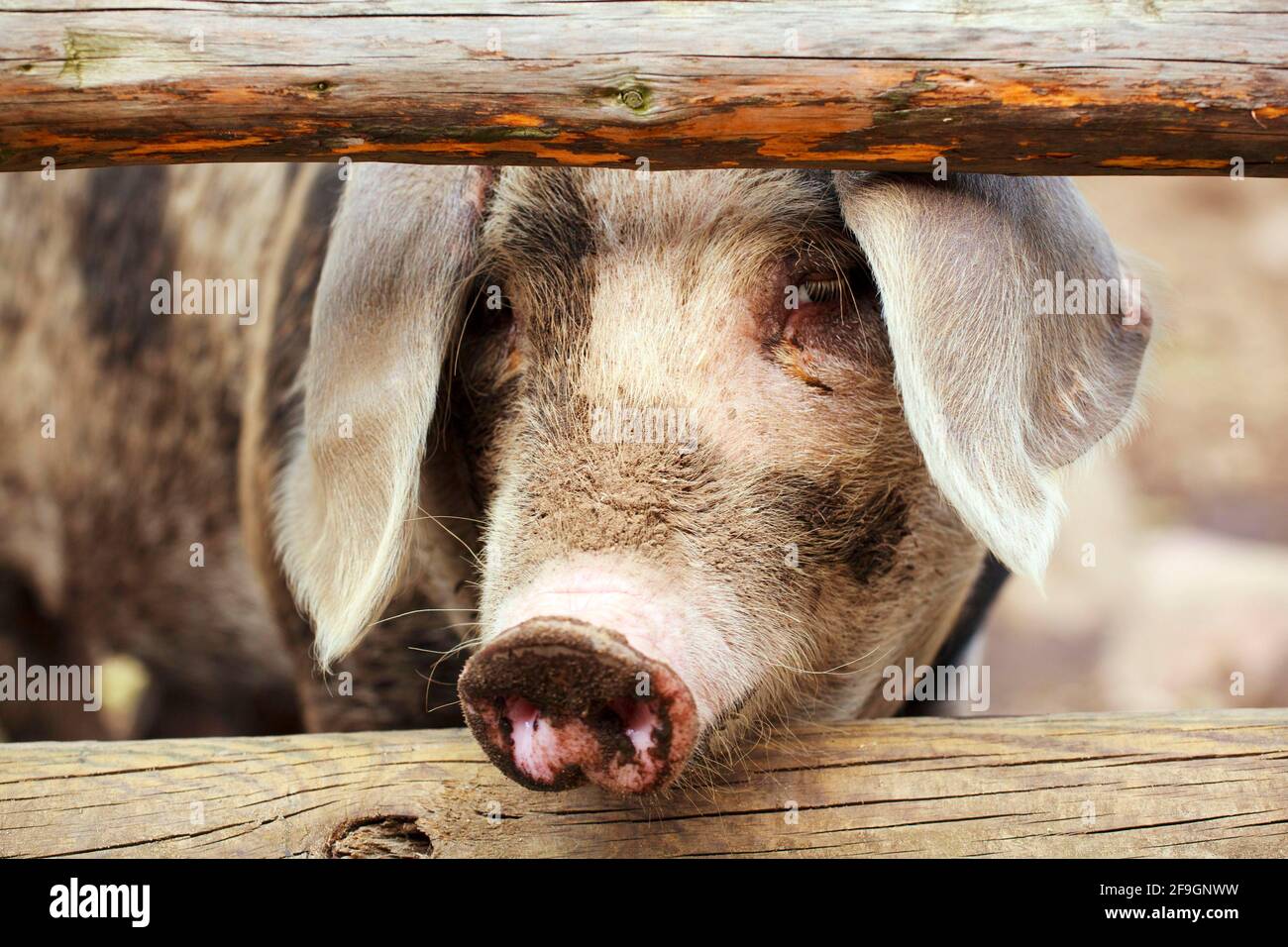 Buntes Bentheimer-Schwein Stockfoto