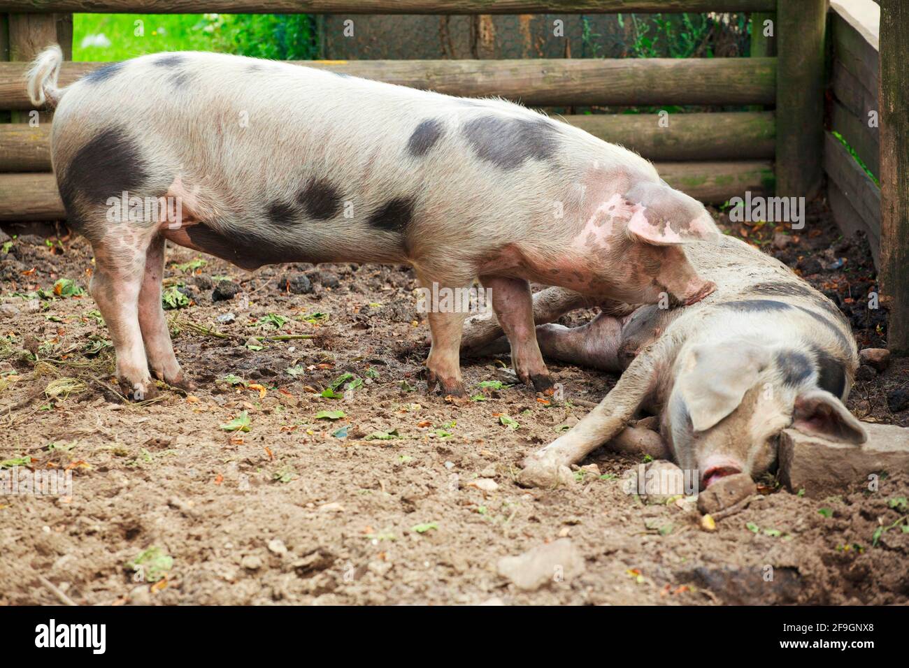 Bunte Bentheimer Schweine Stockfoto