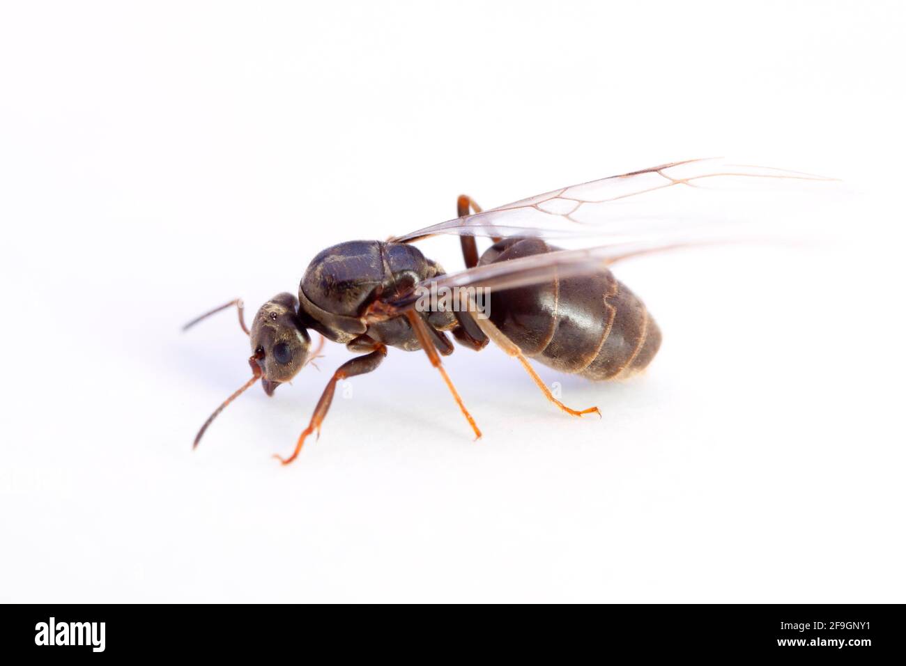 Pferdeameisen, Weibchen (Camponotus ligniperda), Ameisen, Ameisen, seitlich Stockfoto