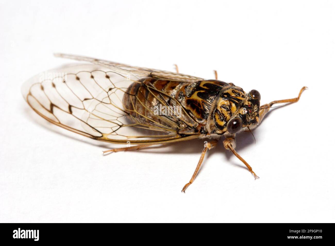 Cicada (orni), Portugal Stockfoto