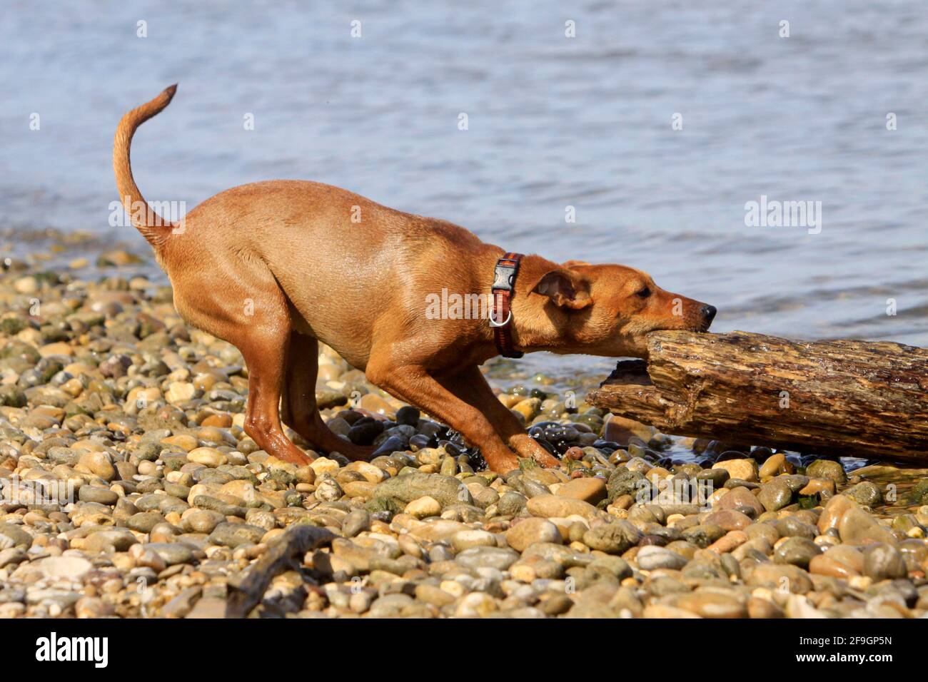 Deutscher Pinscher schleppt Baumstamm Stockfoto