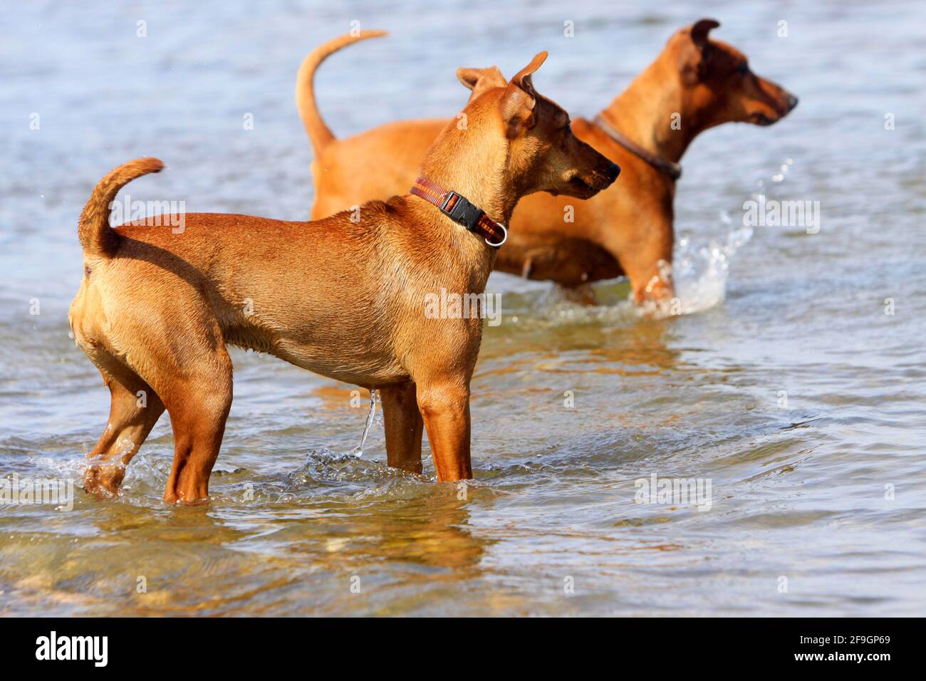 Deutsche Pinscher Stockfoto