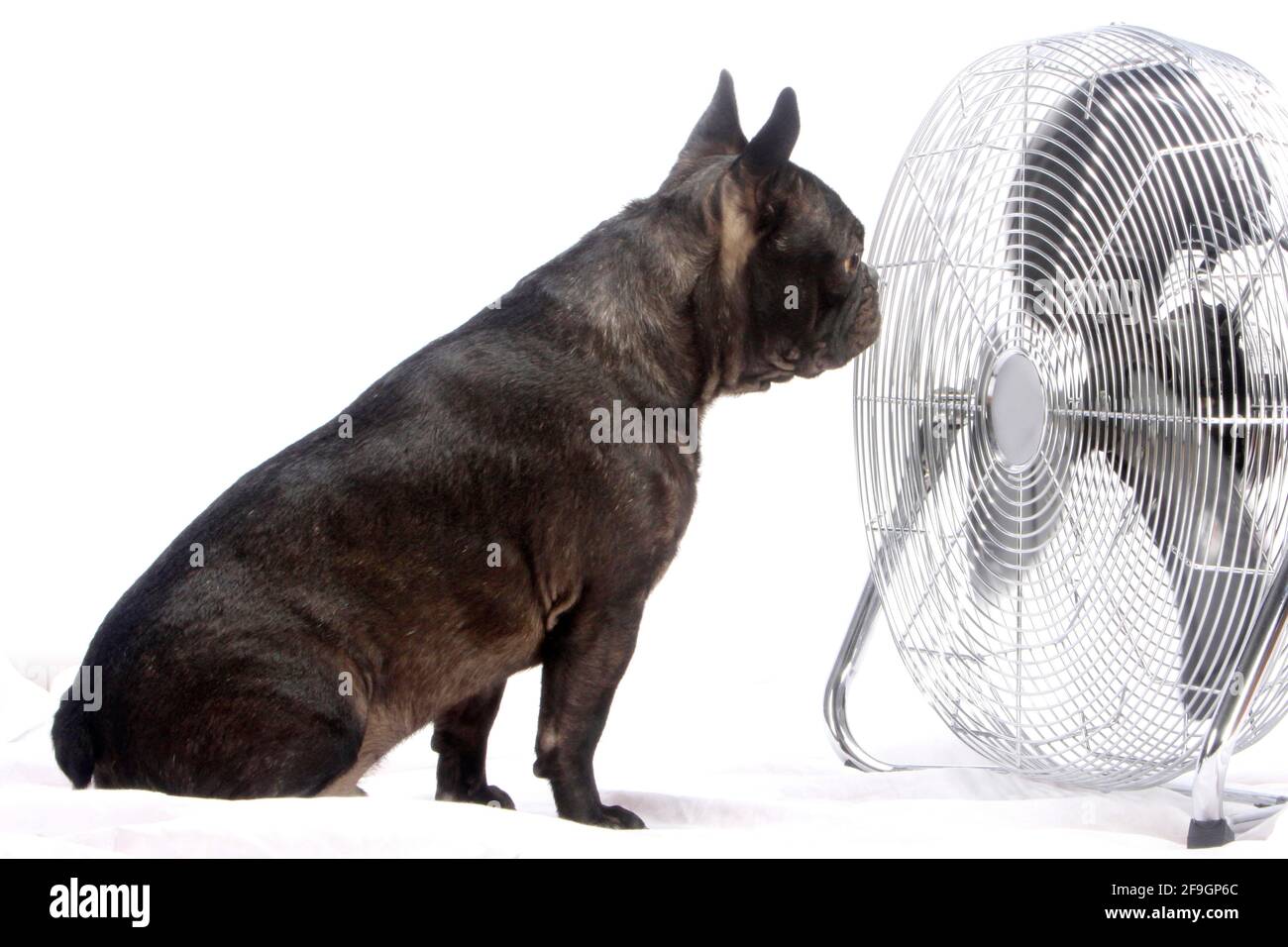 Französische Bulldogge vor Fan, französische Bulldogge Stockfoto