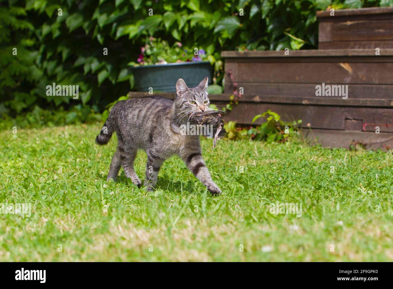 Hauskatze mit gefangengenommener Vogel, Makrele, Deutschland Stockfoto