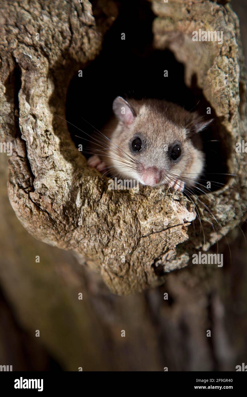 Essbare Siebenschläfer (Glis glis) Baumloch, Rheinland-Pfalz, Deutschland Stockfoto