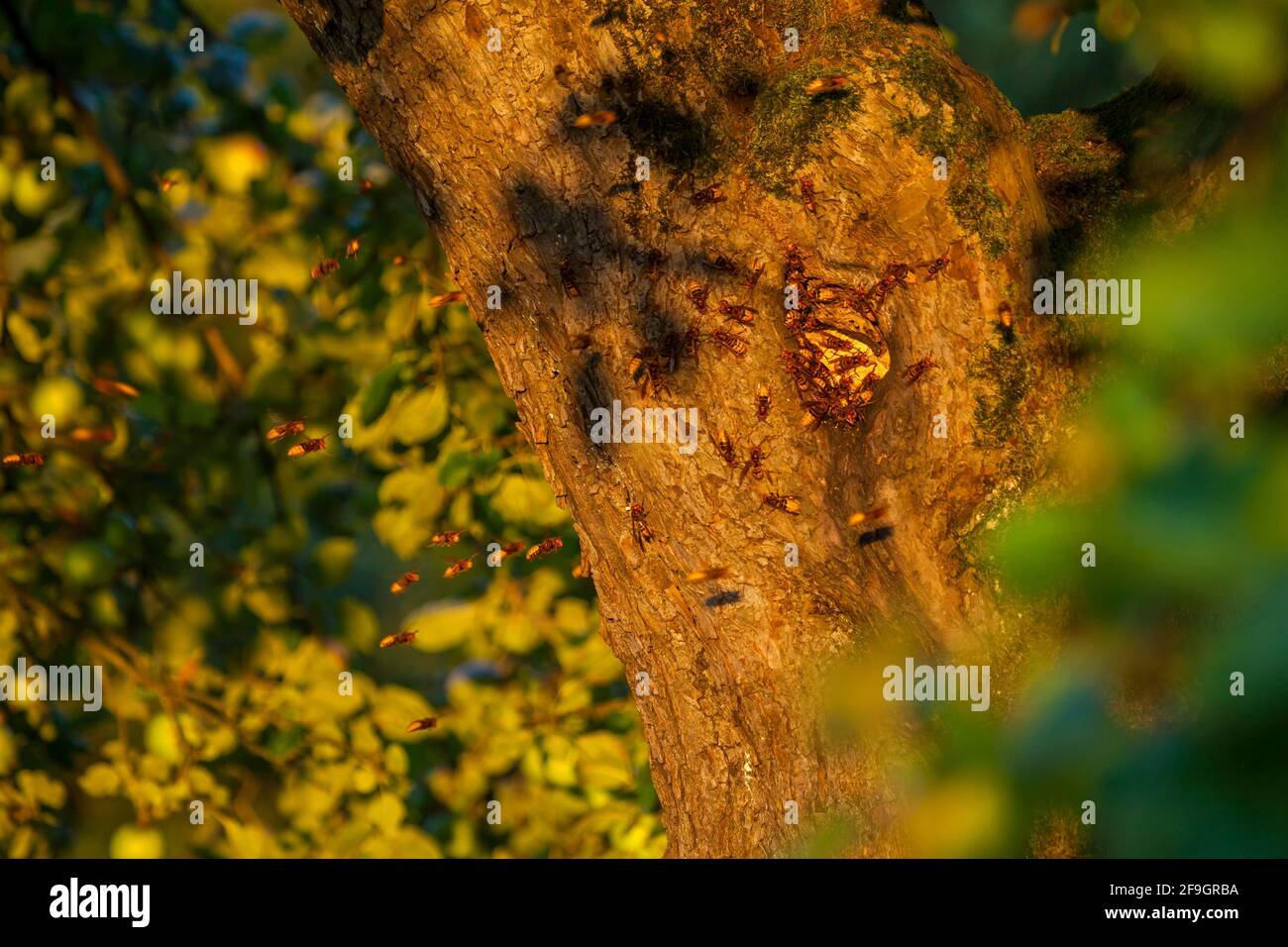 Europäische Hornisse (Vespa crabro), Nest, Rheinland-Pfalz, Deutschland Stockfoto