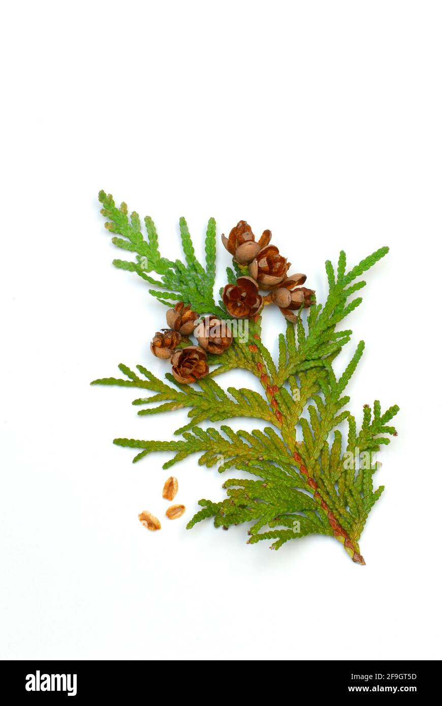 Thuja occidentalis, Zweig mit Kegel (Thuja occidentalis) , gewöhnlicher Thuja Stockfoto