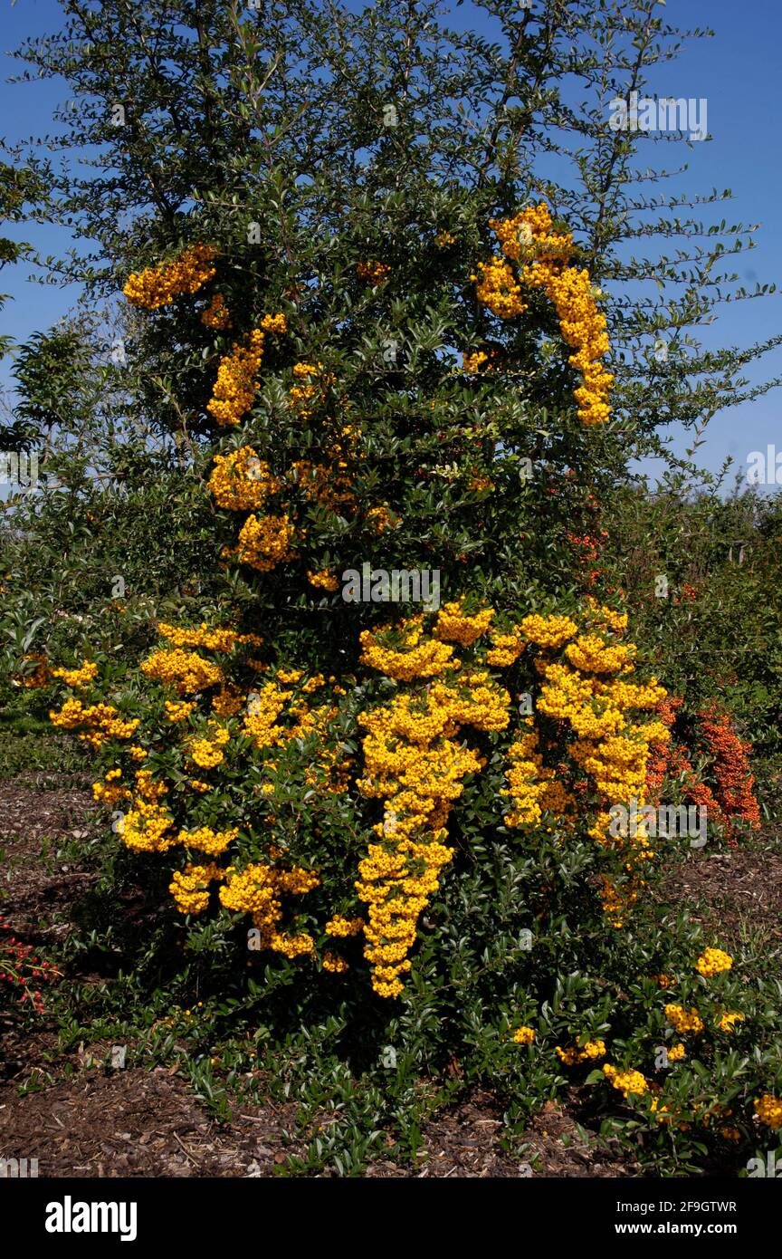 Firethorn (Pyramicantha) mit Beeren Golden Charmer Stockfoto