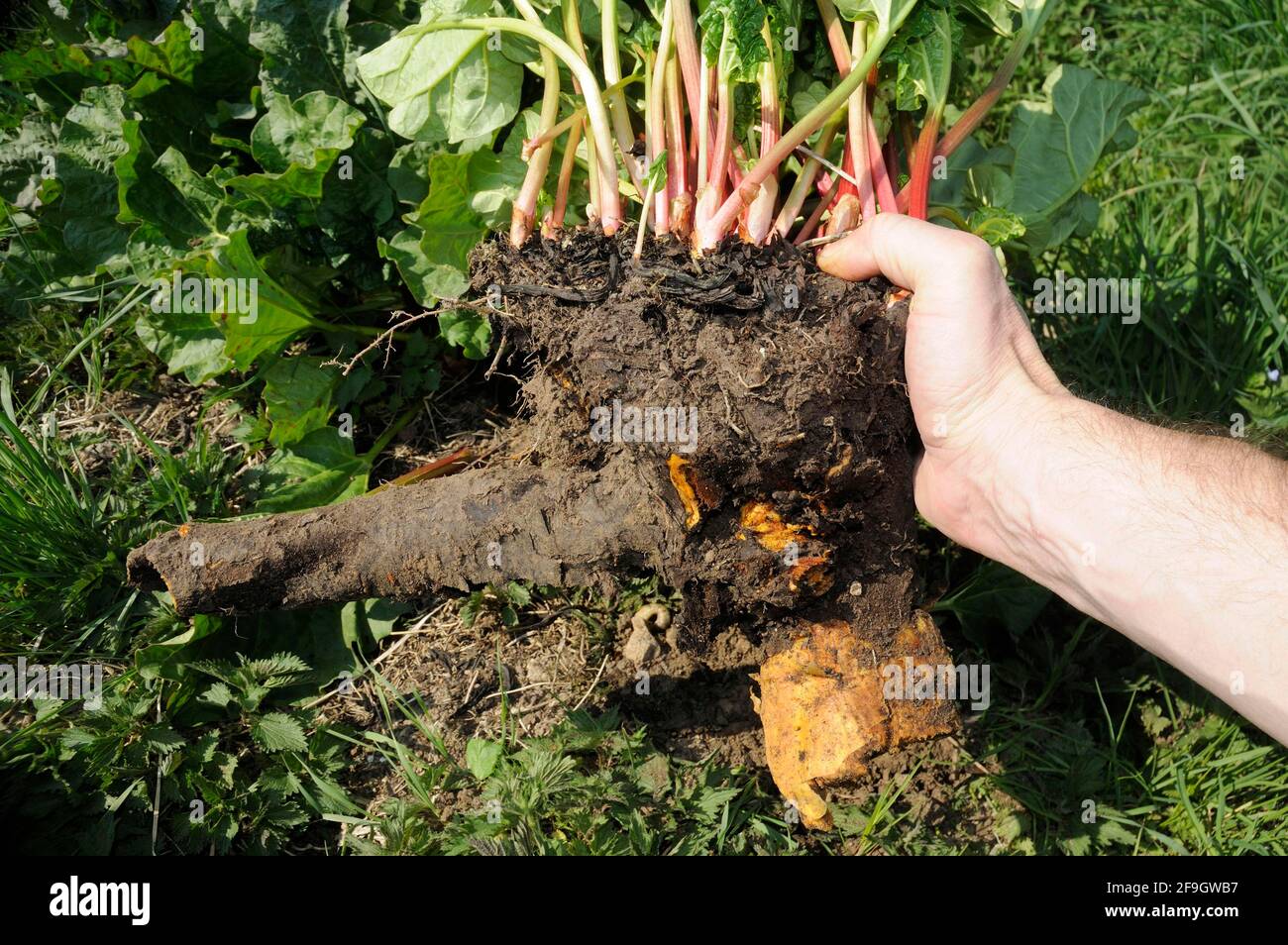 Rhabarberwurzel (Rheum palmatum) Stockfoto