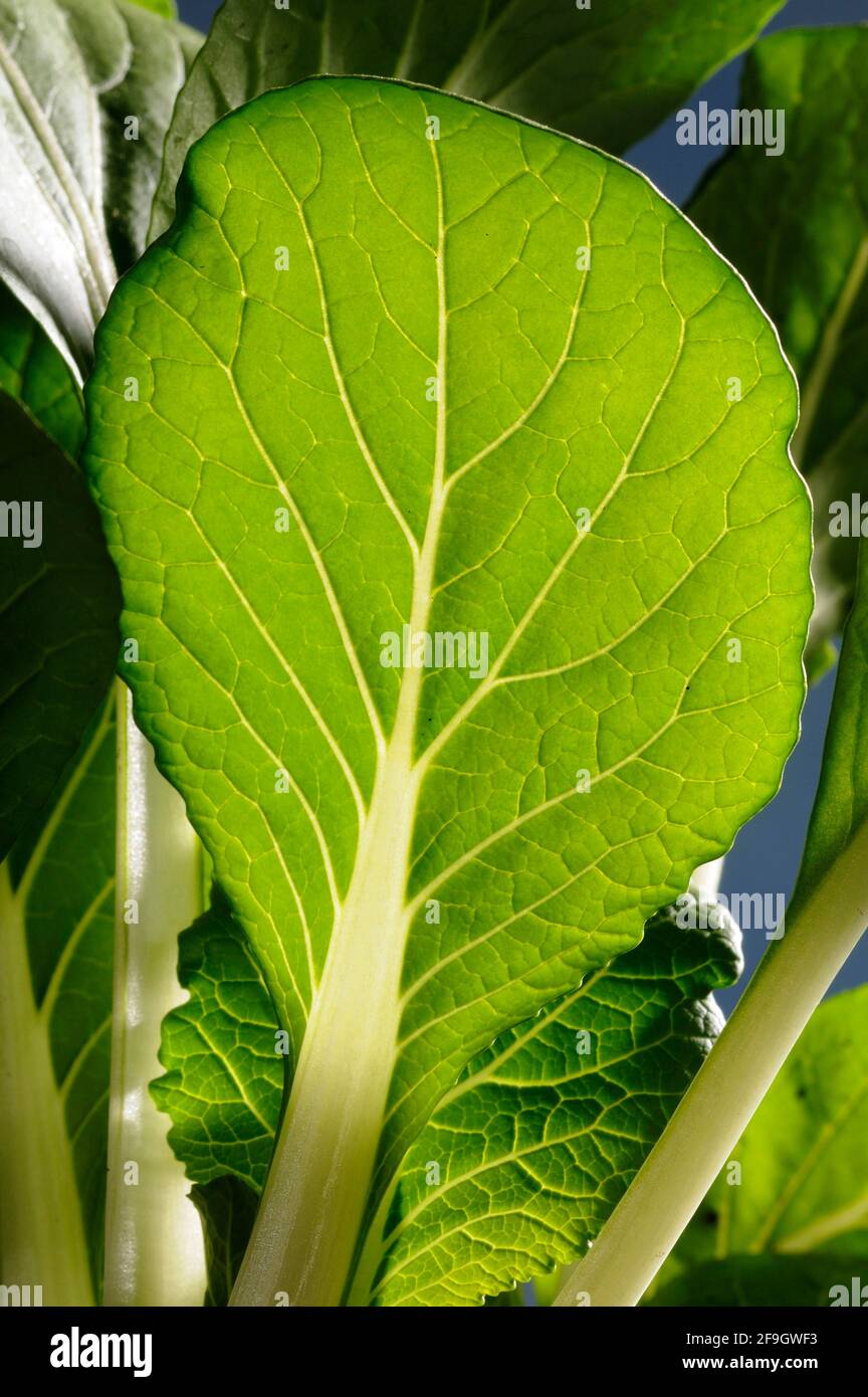 Pak-Choi (Brassica campestris var. chinensis), chinesischer Senfkohl, chinesischer Kohl, Paksoi Stockfoto