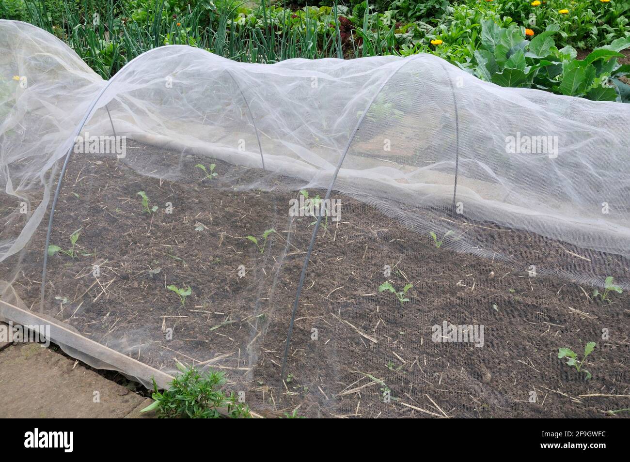 Gemüsegarten, Fleece, Insektenschutz Stockfoto