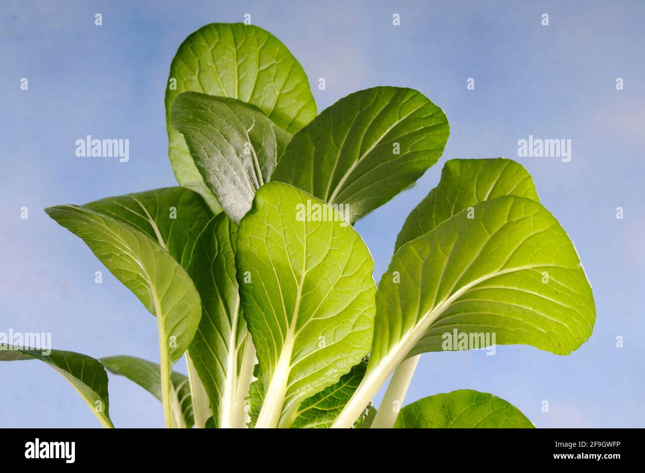 Pak-Choi (Brassica campestris var. chinensis), chinesischer Senfkohl, chinesischer Kohl, Paksoi Stockfoto