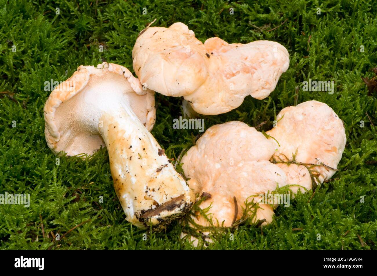 Igelpilz (Hydnum repandum) Stockfoto