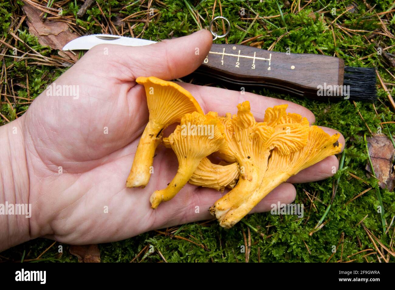 Pfifferlinge (Cantharellus cibarius), Pilzsammeln, Messer Stockfoto