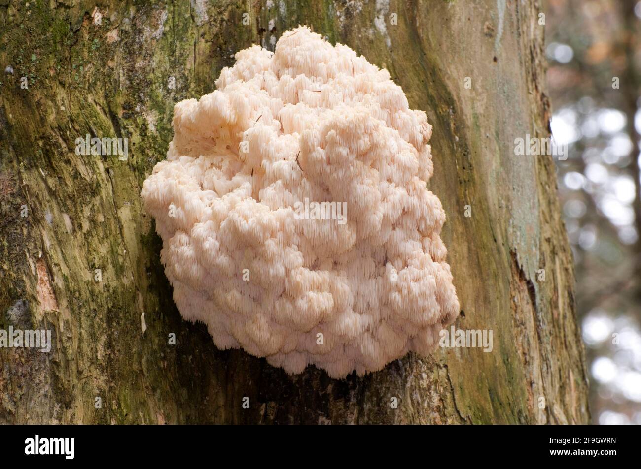 Tannenstachelbart (Hericium flagellum) Stockfoto