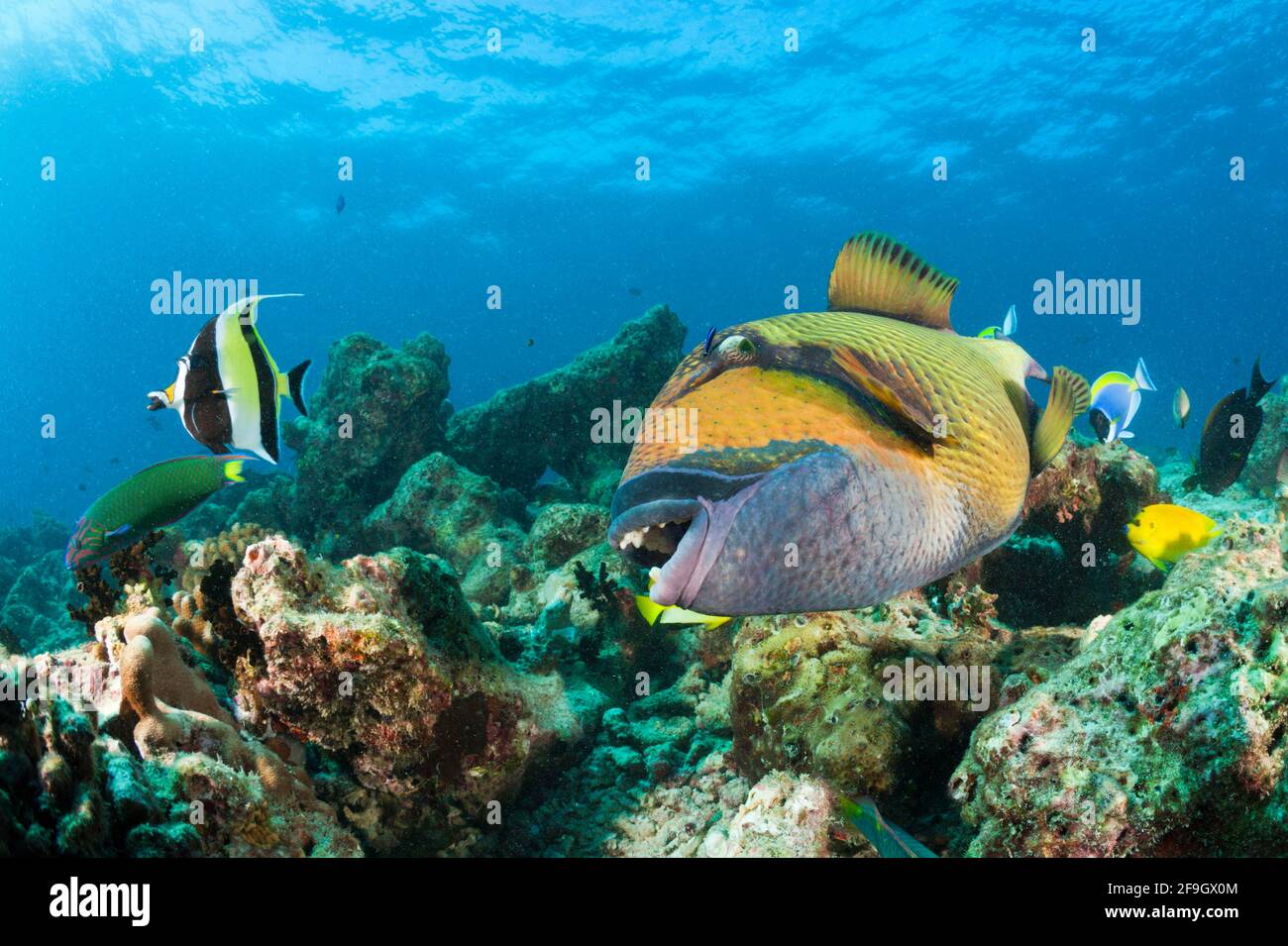 Schnurrbart-Triggerfisch (Balistoides viridescens), Baa-Atoll, Indischer Ozean, Malediven, riesiger Triggerfisch, Titan-Triggerfisch Stockfoto