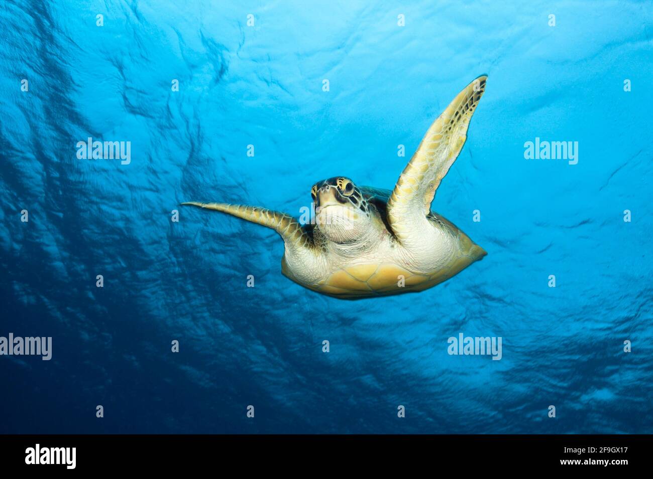 Grüne Meeresschildkröte (Chelonia mydas), Baa-Atoll, Indischer Ozean, Malediven Stockfoto