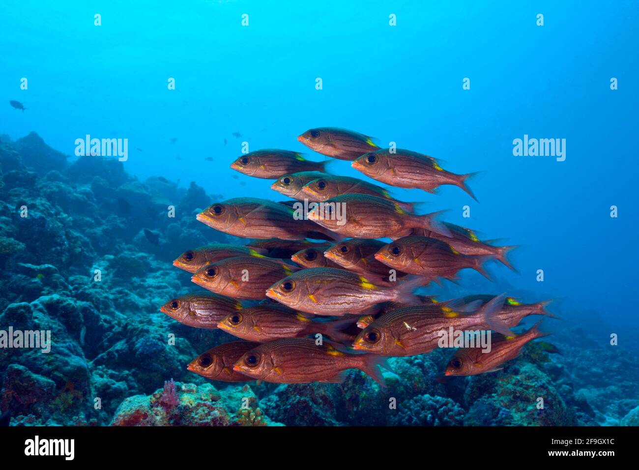 Goldgesäumte Seebrassen, Baa-Atoll, Indischer Ozean, Malediven (Gnathodentex aurolineatus), Glowspot Emperor, Gestreifte Großaugenbrasse Stockfoto