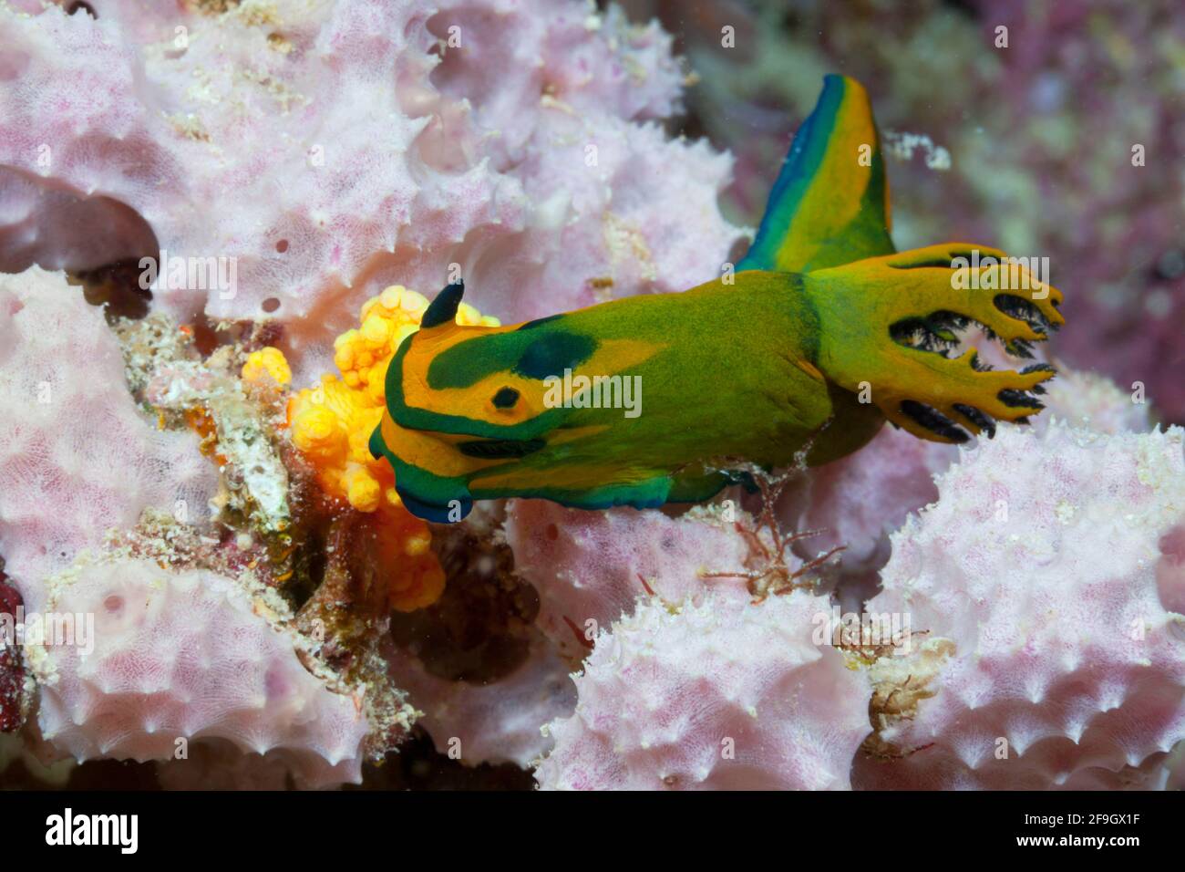 Sea Slug, Baa Atoll, Indischer Ozean, Malediven (Tambja olivaria) Stockfoto