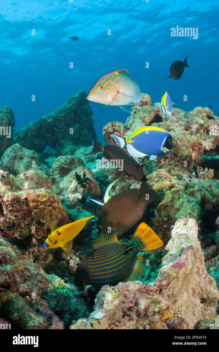 Korallenfische am Riff, Baa-Atoll, Indischer Ozean, Malediven Stockfoto