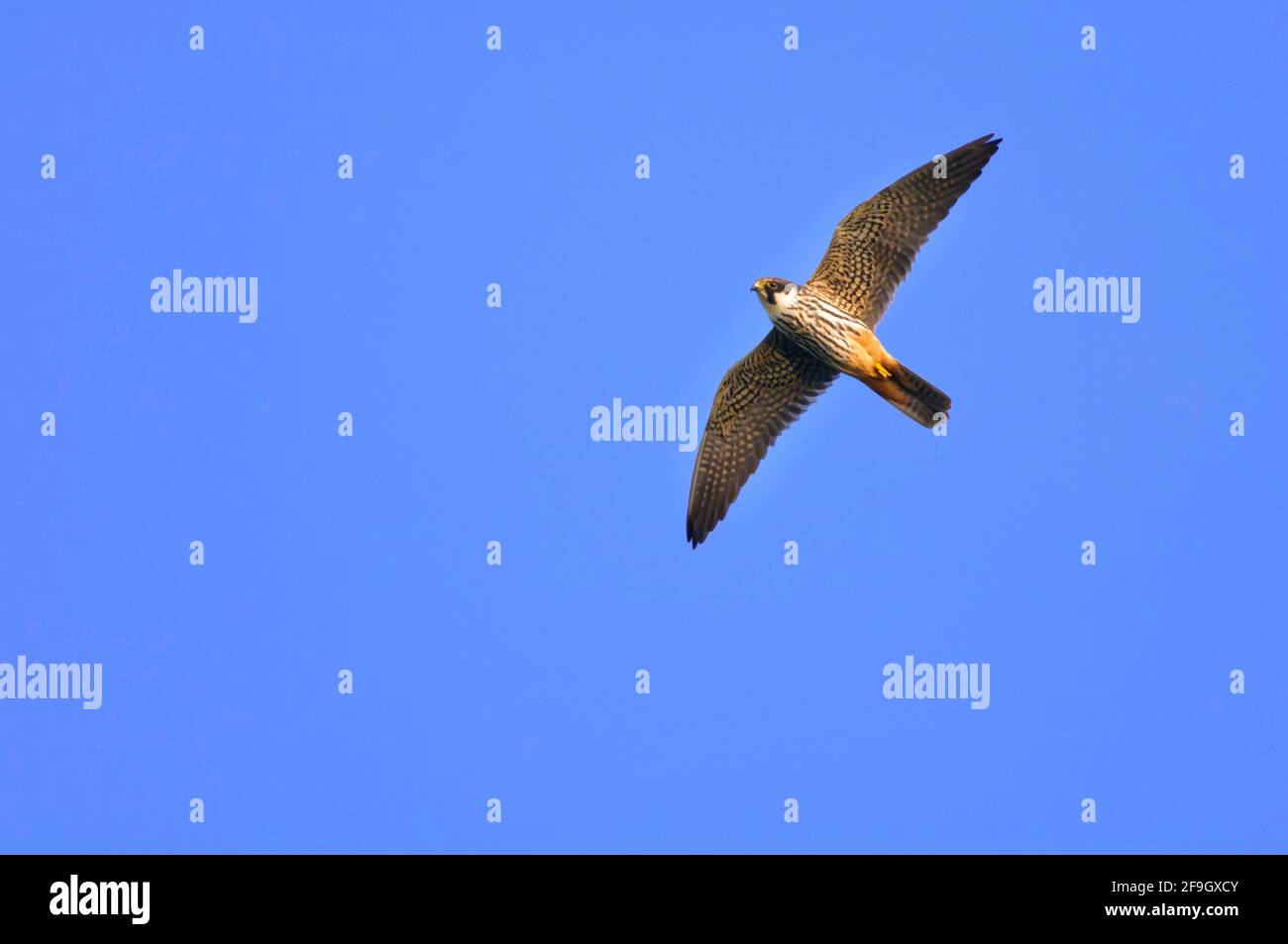 Eurasisches Hobby (Falco subbuteo) ausgenommen, Niedersachsen, Deutschland Stockfoto