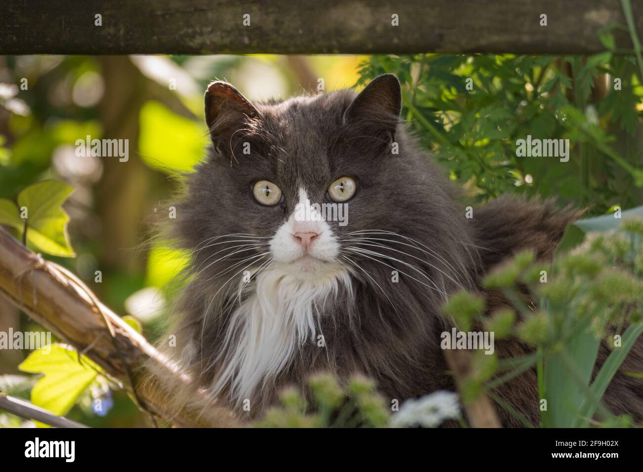Katze in einem Garten schaut auf die Kamera auf einem Sonniger Nachmittag Stockfoto