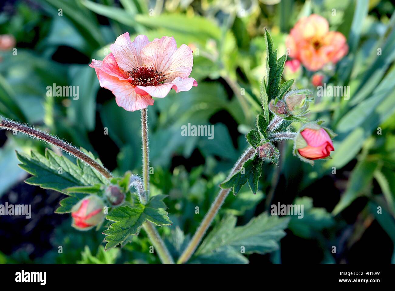 Geum ‘Totally Tangerine’ Avens Totally Tangerine – orange untertasserförmige Blüten und gelappte Blätter, April, England, Großbritannien Stockfoto