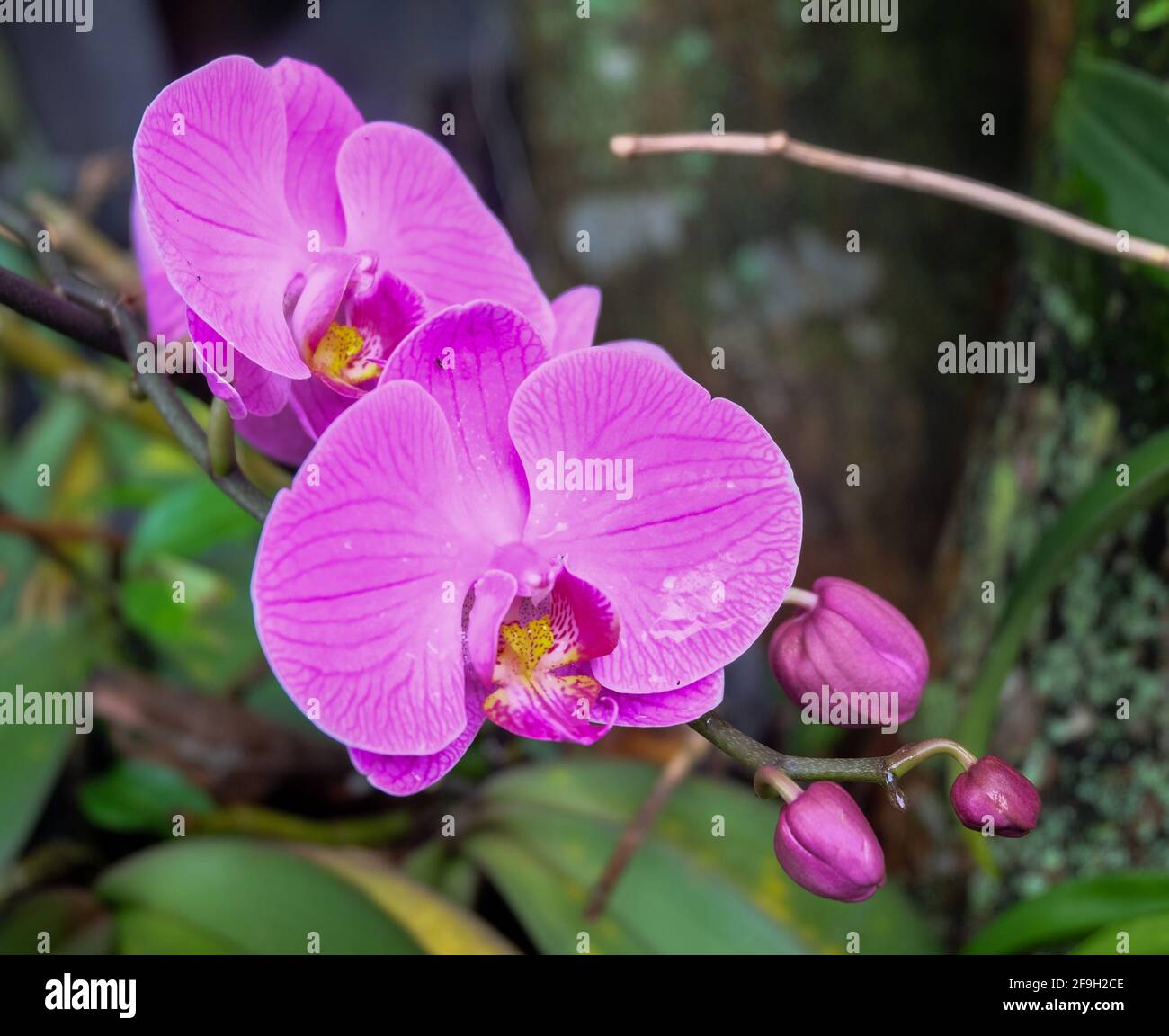 Garten orchidee Fotos und Bildmaterial in hoher Auflösung Alamy