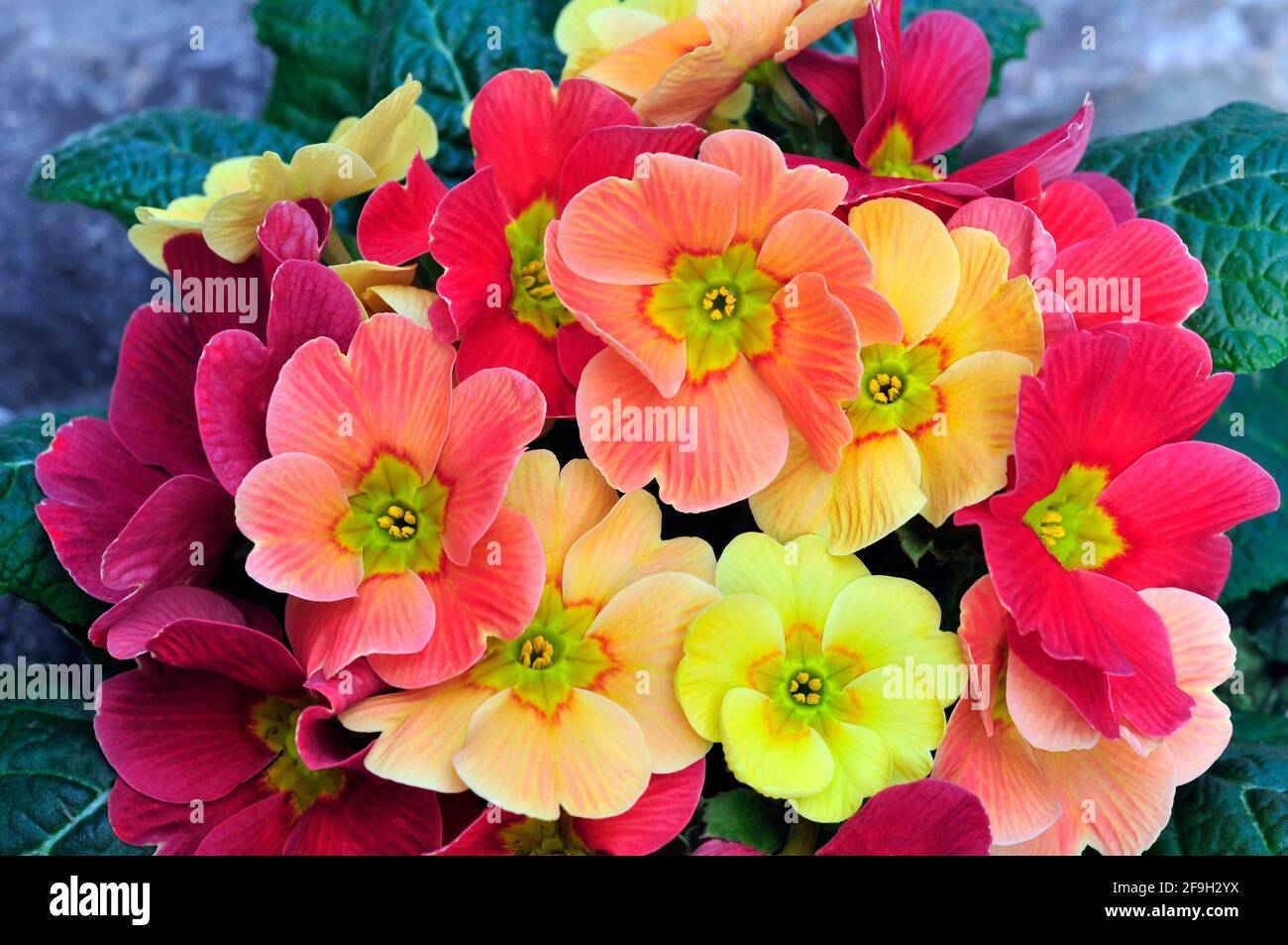 Primula vulgaris Ringostar zeigt verschiedene Farben des roten rosa Pfirsichs Und gelb Dies ist eine halbimmergrüne winterharte Staude, die Blumen im späten Winter Stockfoto
