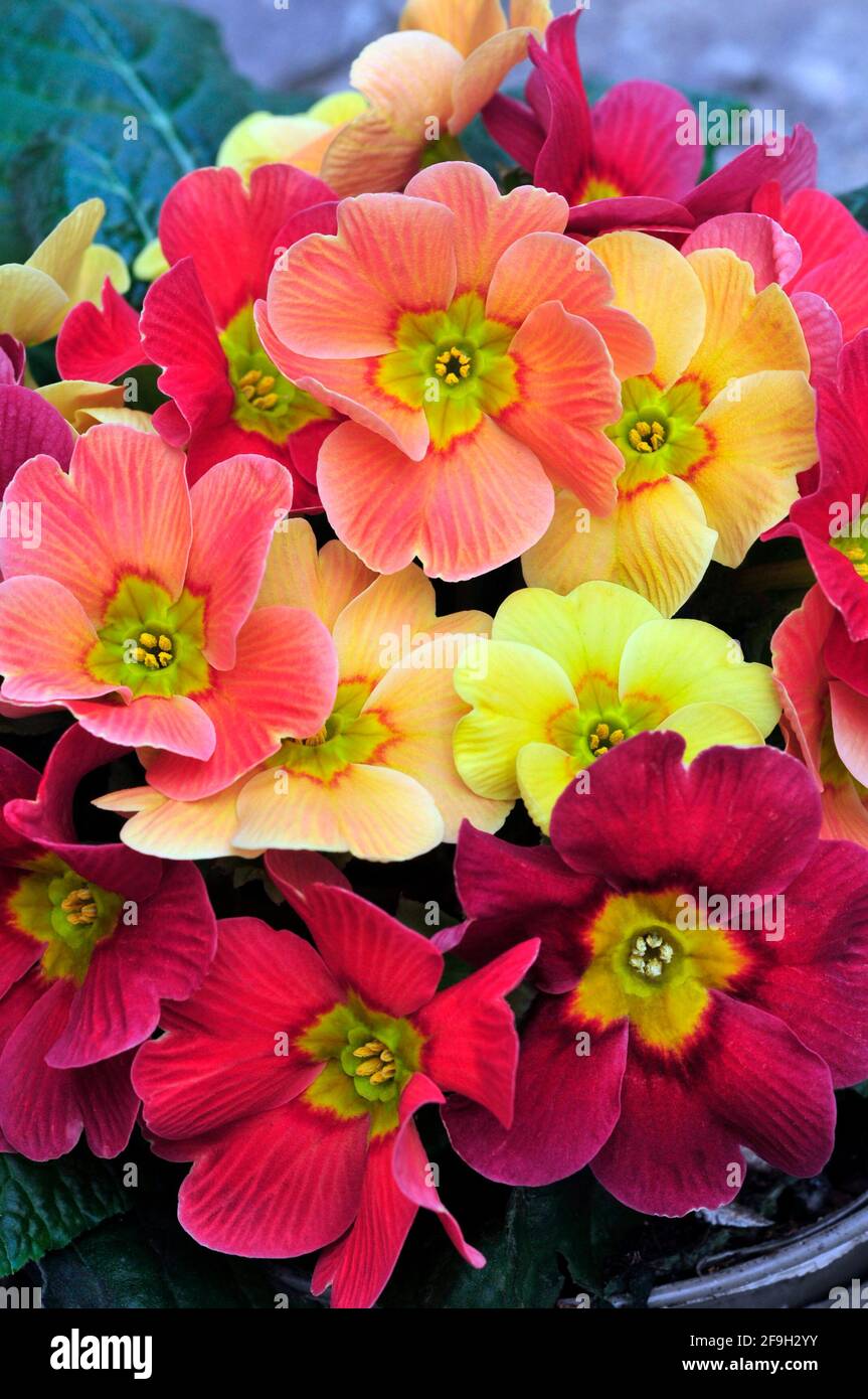 Primula vulgaris Ringostar zeigt verschiedene Farben des roten rosa Pfirsichs Und gelb Dies ist eine halbimmergrüne winterharte Staude, die Blumen im späten Winter Stockfoto