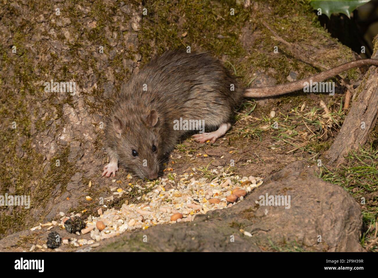 Wildbrauner Ratte Fütterung bei Tageslicht, Großbritannien Stockfoto
