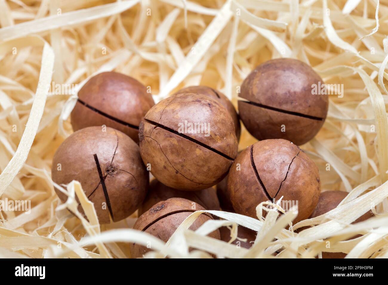 Macadamianüsse häufen sich in Sägemehl in einer Geschenkbox zur Erhaltung nahrhafter Proteine in einer Schale aus nächster Nähe, niemand. Stockfoto