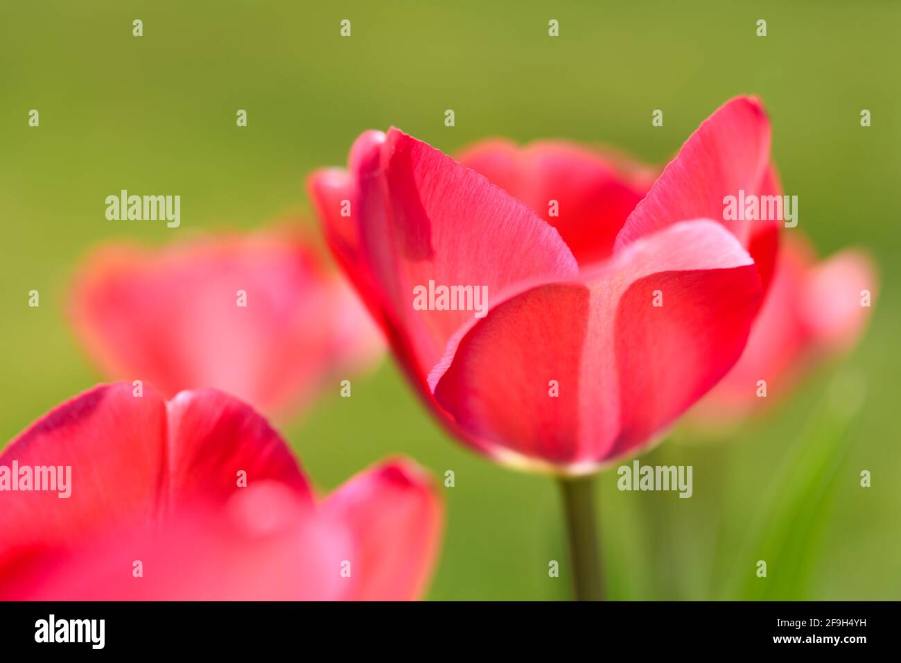 Rosa gefärbte Tulpen mit Blumen öffnen sich vor einem weichen grünen Hintergrund. Einige der Blumen sind weich fokussiert Stockfoto