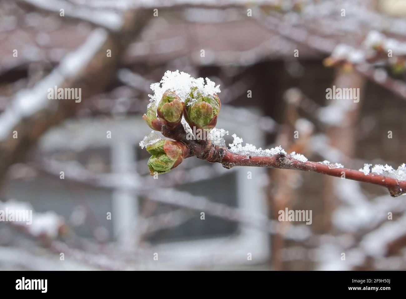 Schnee bedeckt junge Kirschknospen auf einem Baum im Frühjahr. Stockfoto