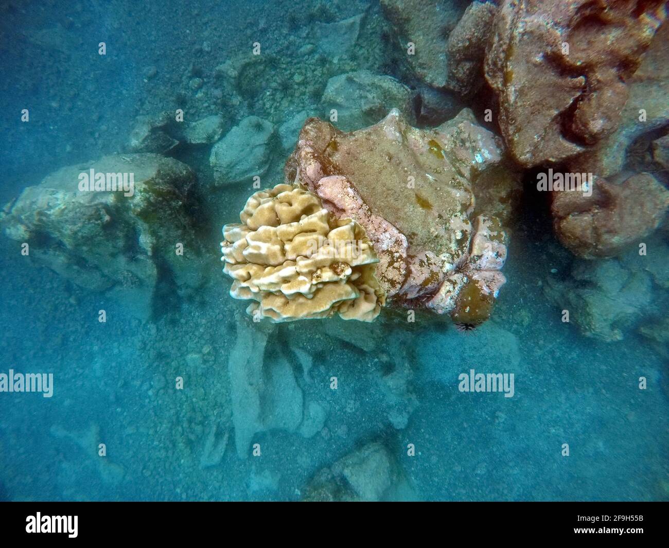 Korallenriff auf Rabida Island, Galapagos, Ecuador Stockfoto