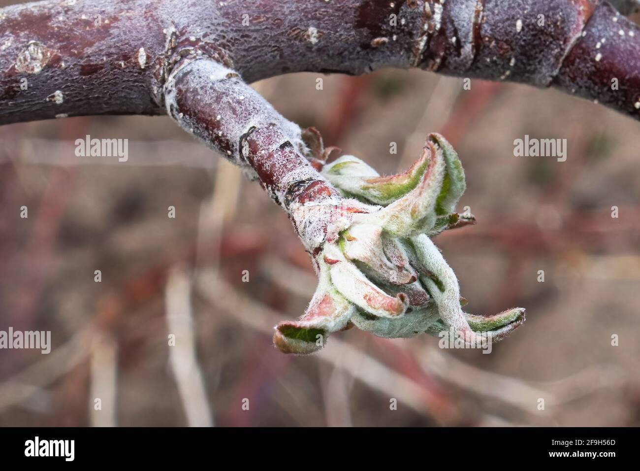 Kleine Blätter brechen Knospen auf einem Apfelbaum. Stockfoto